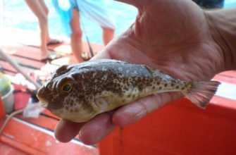 В Египте завелась смертельно ядовитая рыба фугу