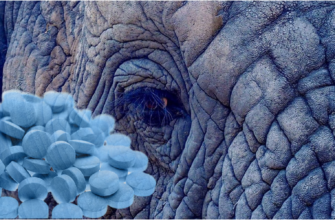 Наркотик Синий слон обнаружен в Египте