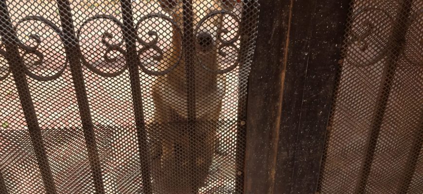 Dar Al Iftaa запрещает любые формы жестокого обращения с животными