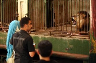 Каирский зоопарк начинает восстанавливать египетская военная компания.